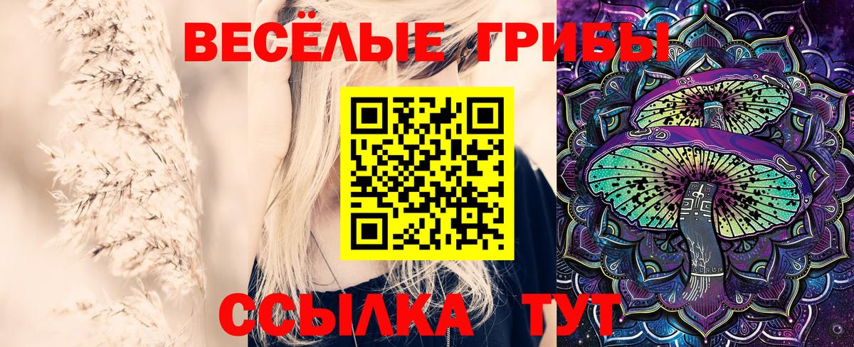 Ессентуки  Псилоцибиновые грибы Psilocybe  Вход с VPN 